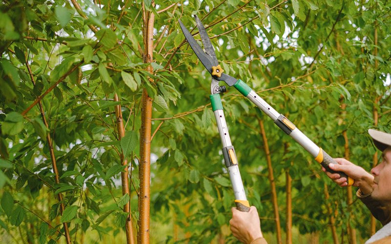 Tree trimming in Marshall, ND