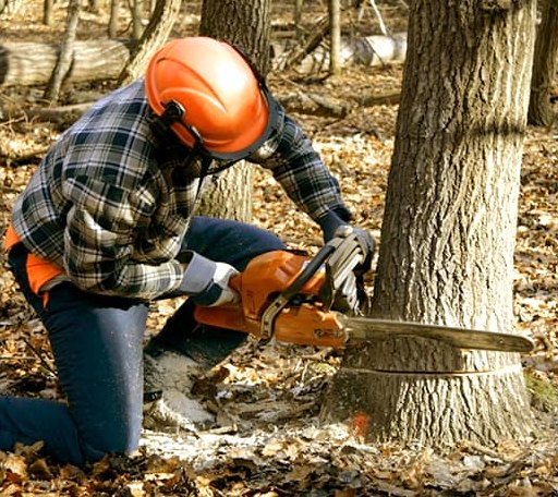 Tree Removal in Marshall, ND